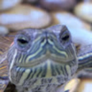 Meet your Posher, Casey